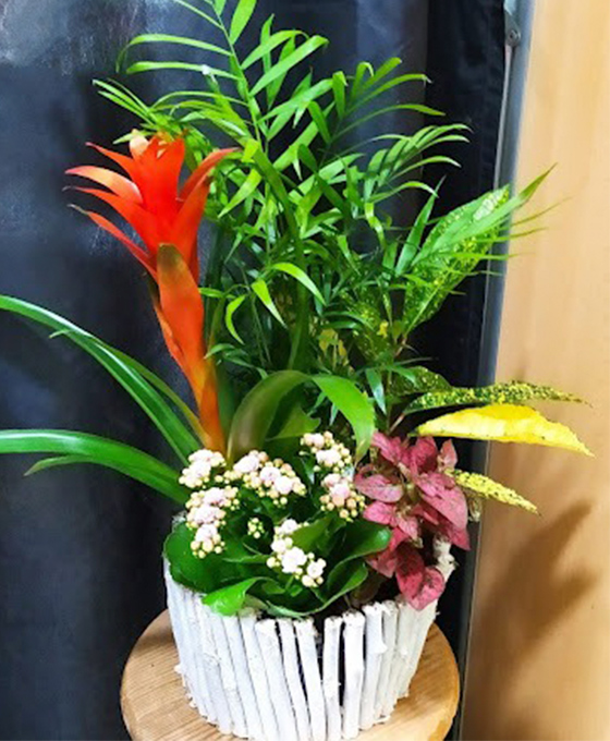 Comprar Cesta de Plantas en Vitoria Gasteiz