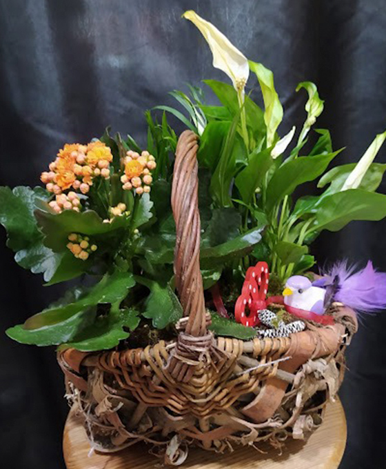 Comprar Cesta de Plantas para Regalar en Vitoria Gasteiz