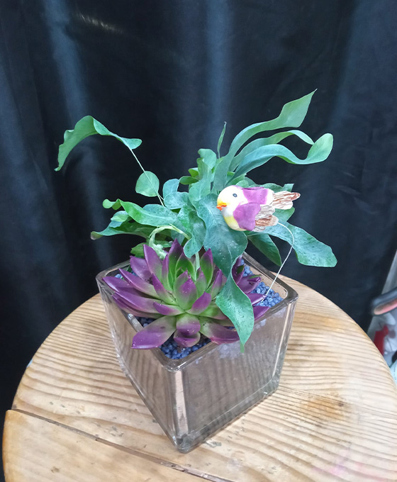 Comprar Arreglos de Plantas en Vitoria Gasteiz