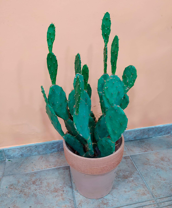 Comprar Cactus en Vitoria Gasteiz