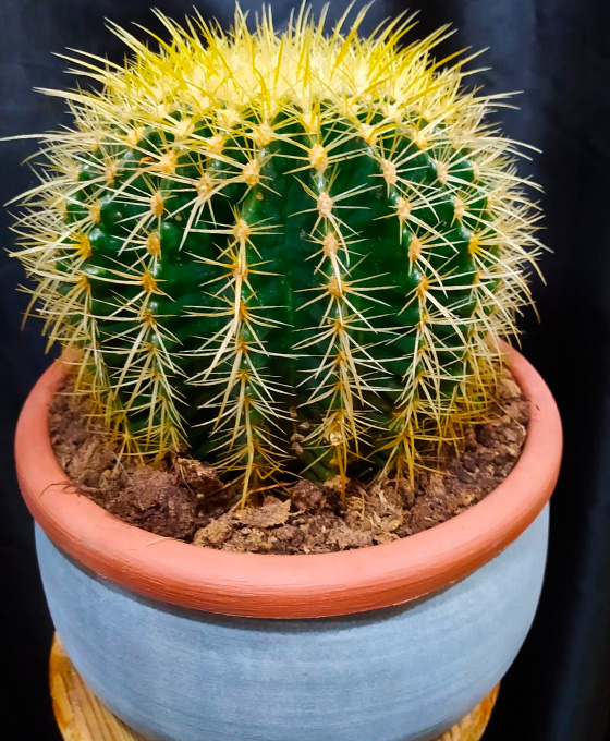 Comprar Planta de Interior en Vitoria Gasteiz