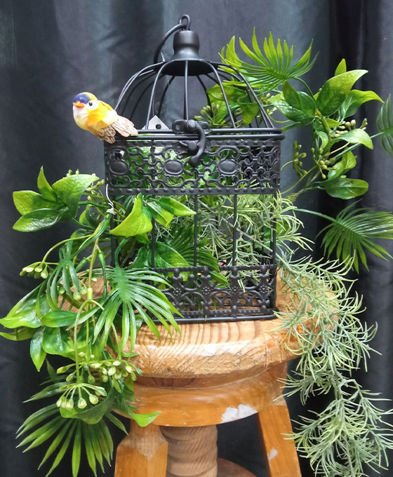 Comprar Plantas Decorativas en Vitoria Gasteiz