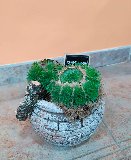 Comprar Plantas de Enterior en Vitoria Gasteiz