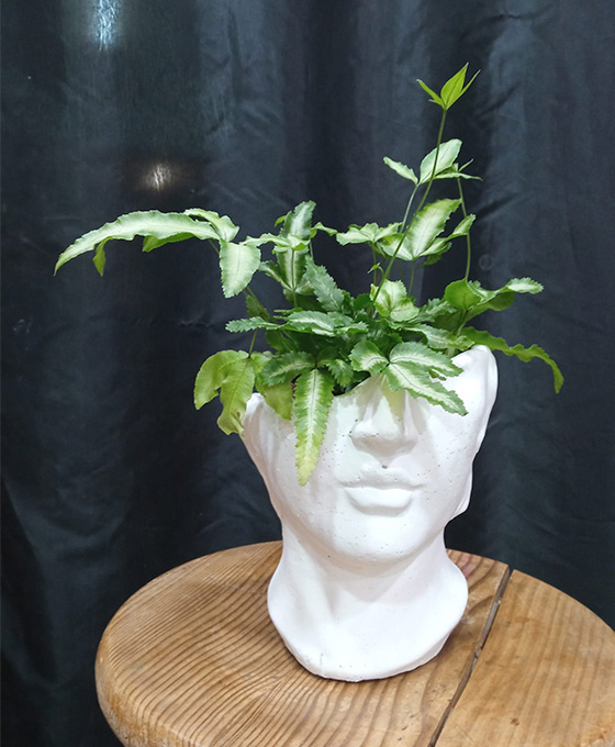 Regalar Plantas en Vitoria Gasteiz