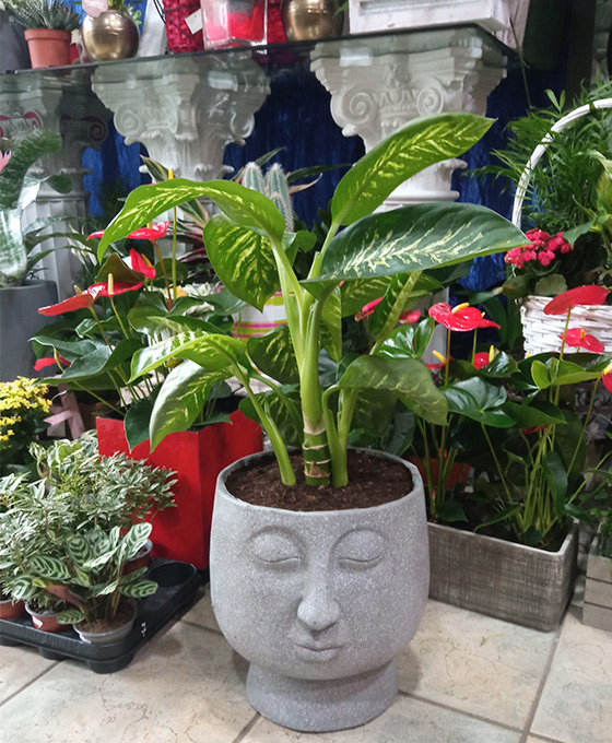 Comprar Plantas en Vitoria Gasteiz